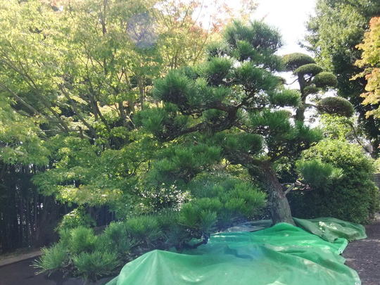 事例紹介 メンテ その２ 豊中市で庭木の剪定 造園ならフロンティアガーデン ｎｏｂｕ